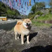 ぐぅたろう