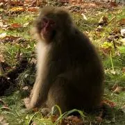 タカの画像