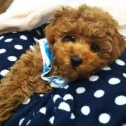 あんとんの画像