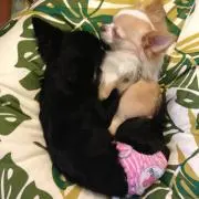 まるのかか
