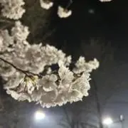 はせまるの画像