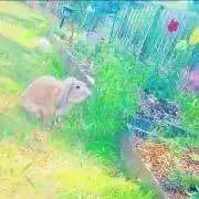 るぅ〜購入希望者はプロフィールへ〜の画像