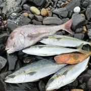 KOUKI Fishing Storeの画像