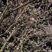 SOTEELの画像