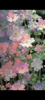 nabiの画像