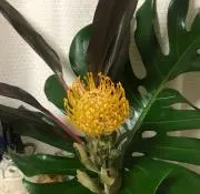 はいいろうさぎ