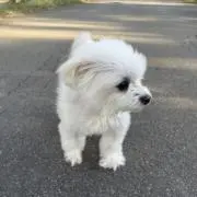 よつばの画像