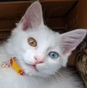 ルレナ