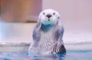 mojoの画像