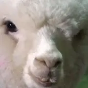 こみの画像
