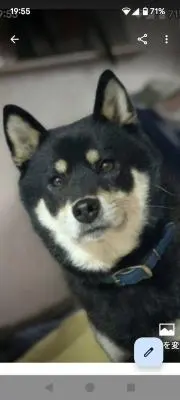 としの画像