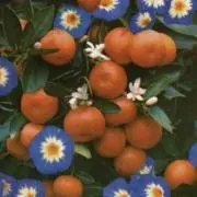 戸羽の画像