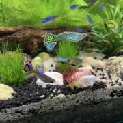 anglerXの画像