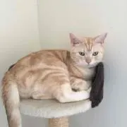 ながおか