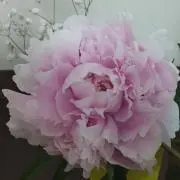 のんたんの画像