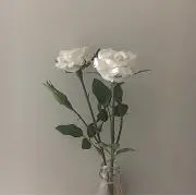 たの画像