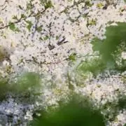 シロリンの画像