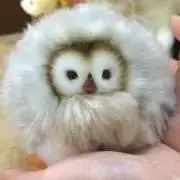 すずちゃんの画像