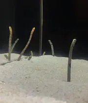 めぐ