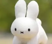しろうさぎの画像