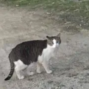 ネコさん
