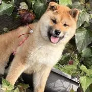 あみの画像