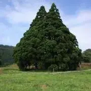 Hira