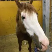 うーまの画像