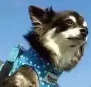 うしぞうの画像