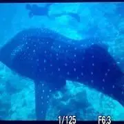 しましまの猫の画像