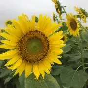 ちゅぼん◎の画像