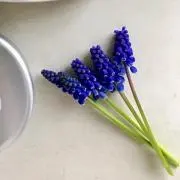 ___noa___の画像