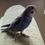 もとやん
