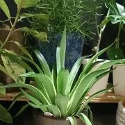 みつばの画像