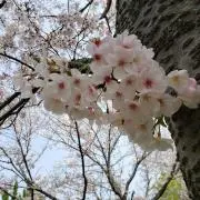 にゃっきーの画像