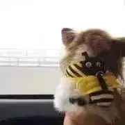 ponの画像