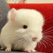のらねこの画像