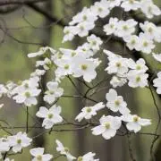 ＊ハナミズキ＊