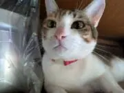 モーリー
