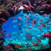 ミニコナン