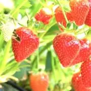 cocoa2300の画像