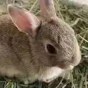 chyachyaの画像