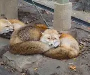 田中ですの画像
