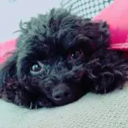 モコ(プロフ確認お願いします)の画像