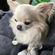 ももくんの画像