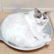 マグの画像
