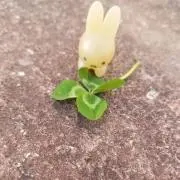 komasuの画像