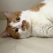 猫柱の画像