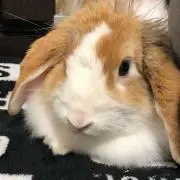 うまこめ