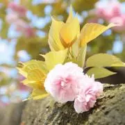 さっちょ